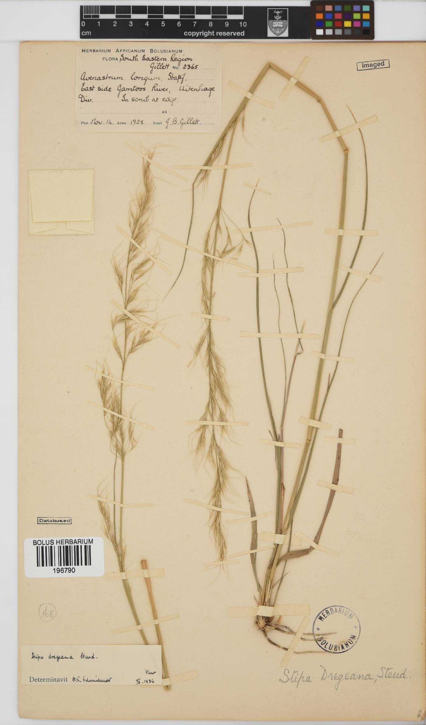 Stipa dregeana var. dregeana image