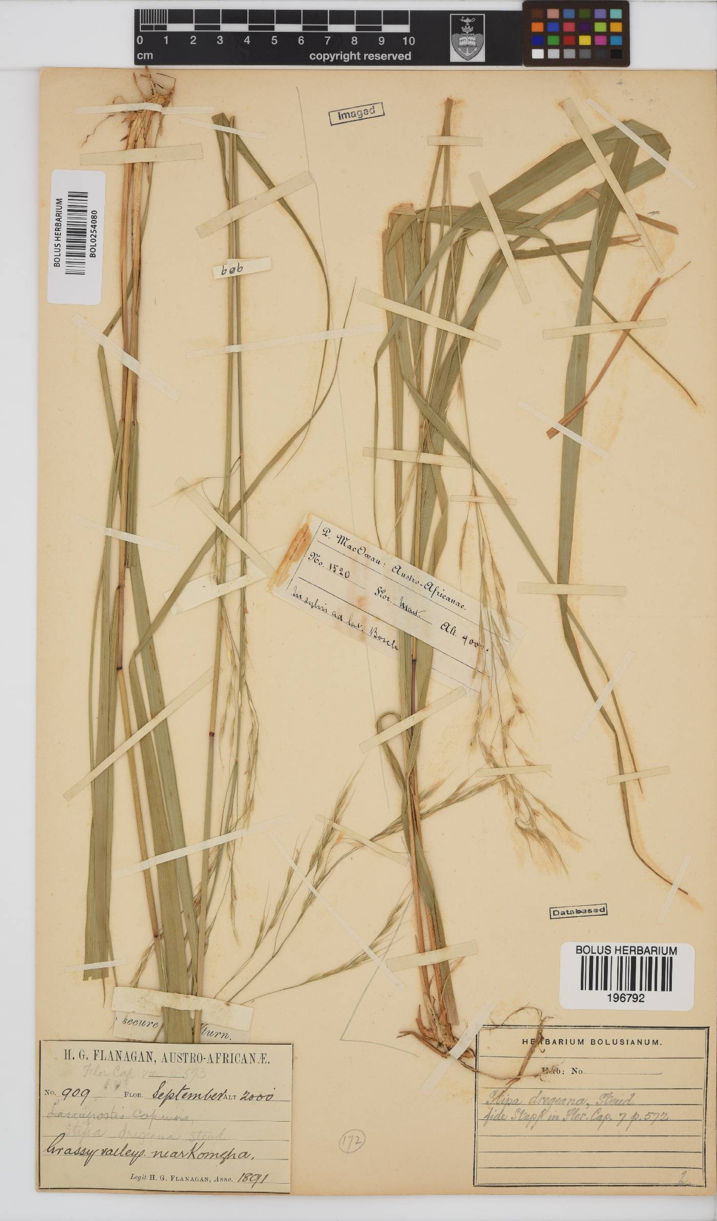 Stipa dregeana image