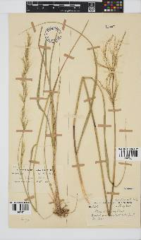 Stipa dregeana var. dregeana image