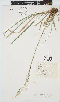 Stipa dregeana image