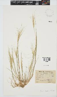 Stipa capensis image