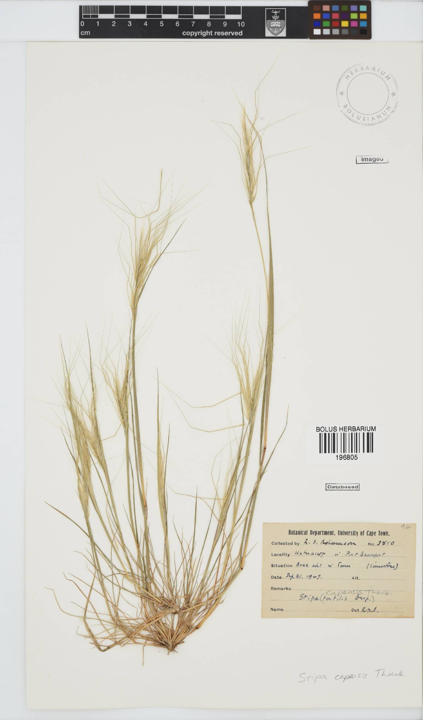 Stipa capensis image