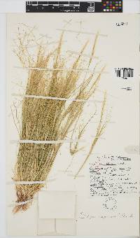 Stipa capensis image