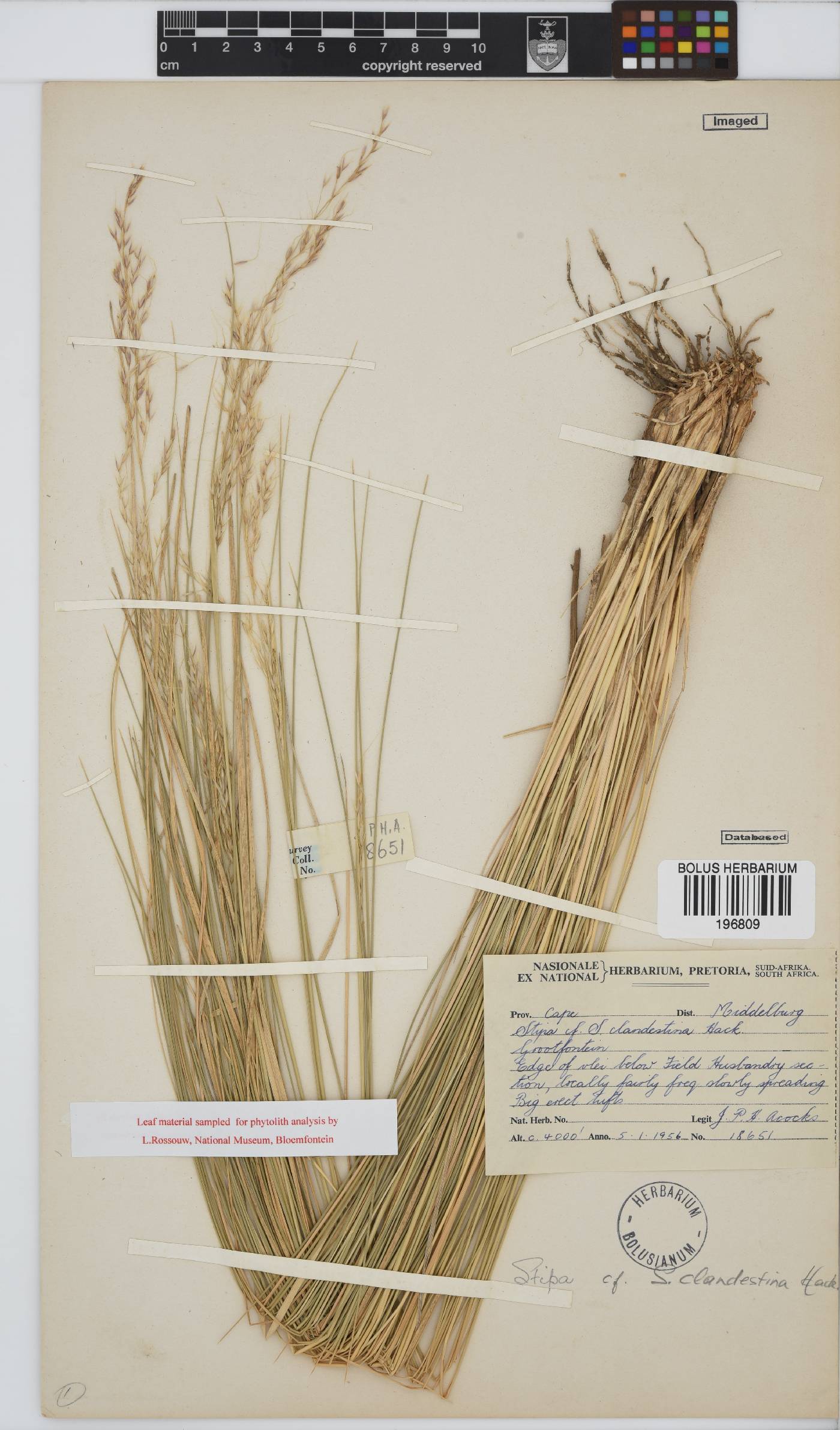 Amelichloa clandestina image