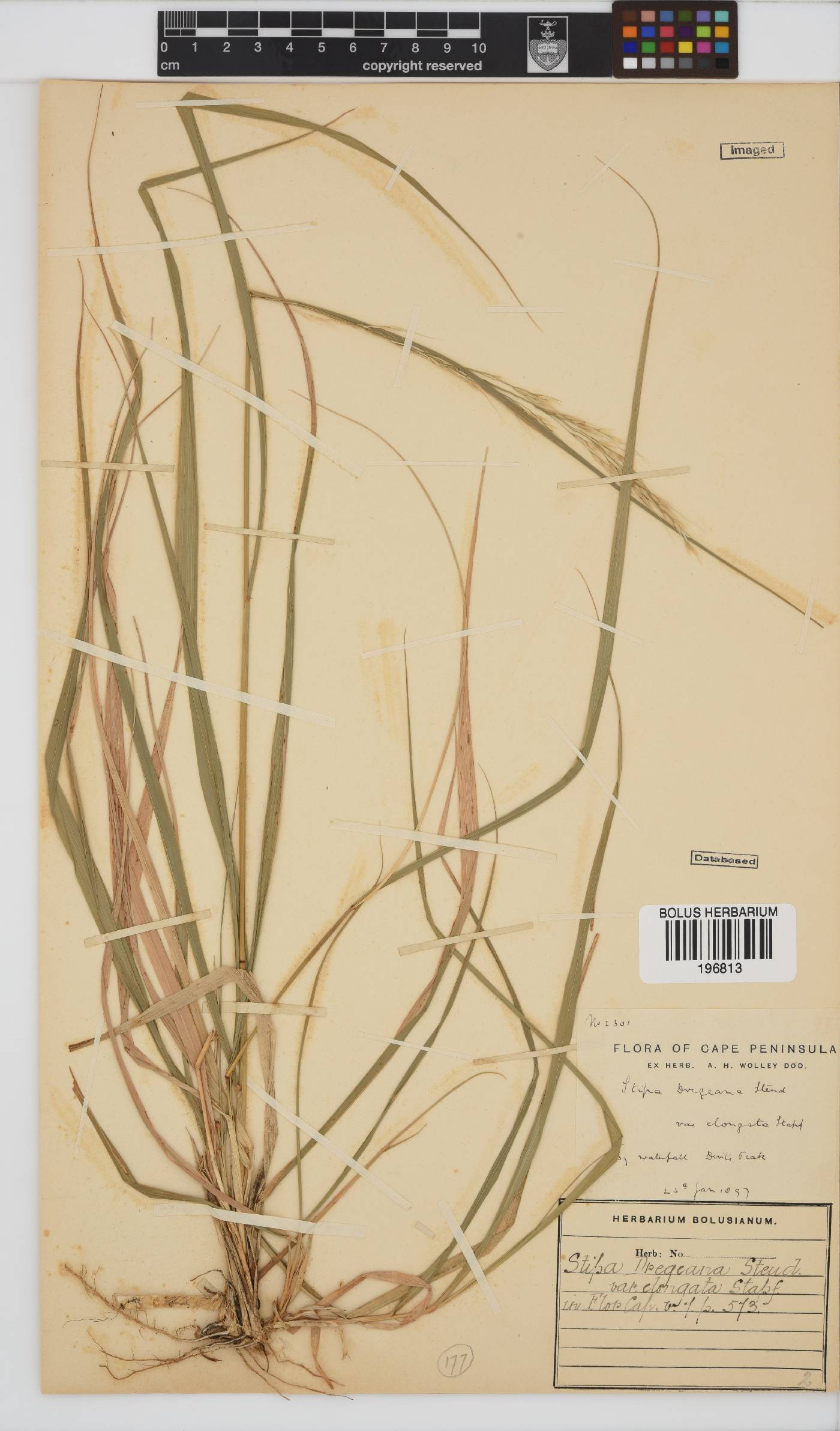 Stipa dregeana var. elongata image