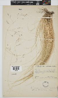 Nassella trichotoma image