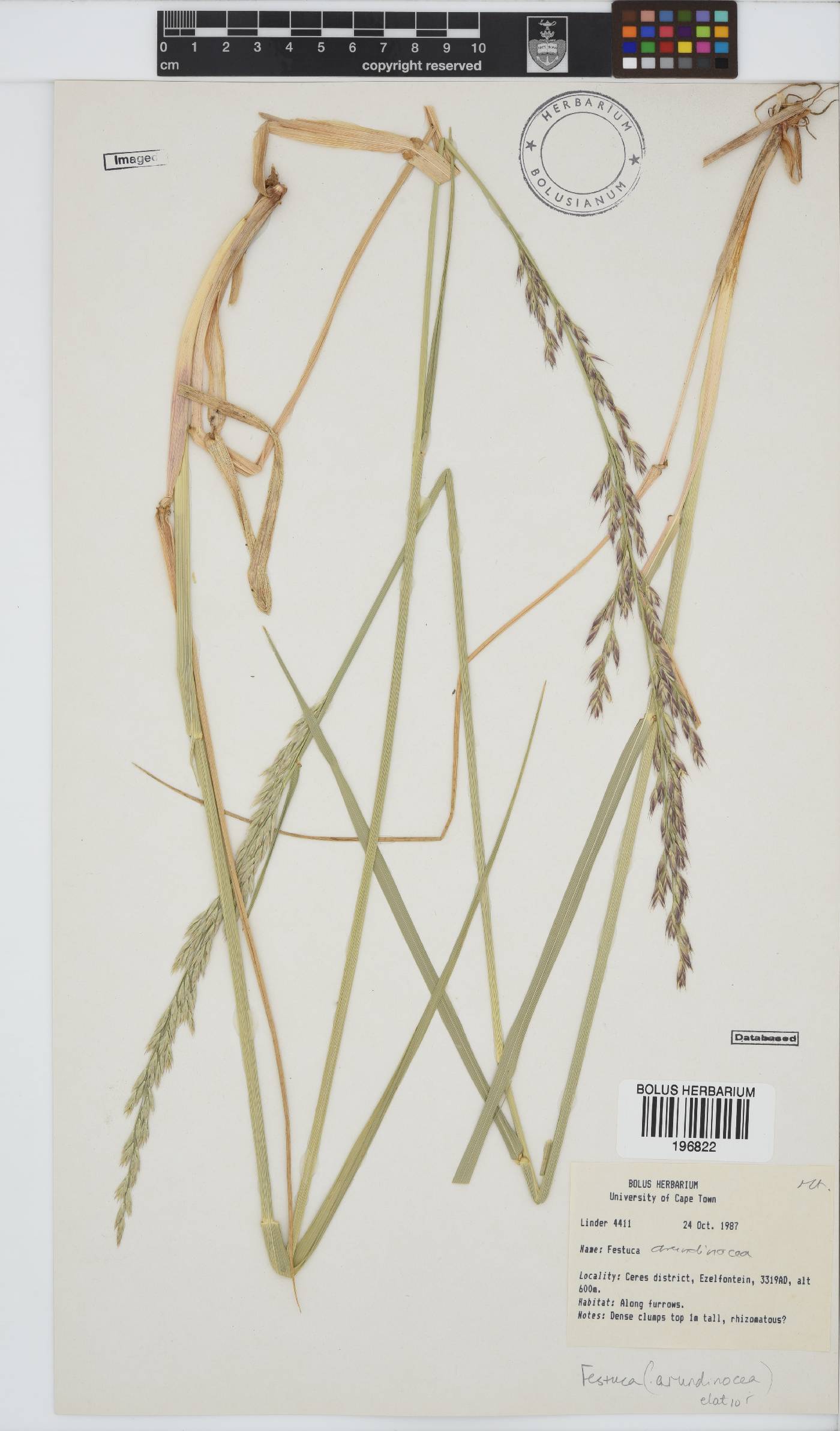Festuca arundinacea image