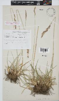 Festuca arundinacea image