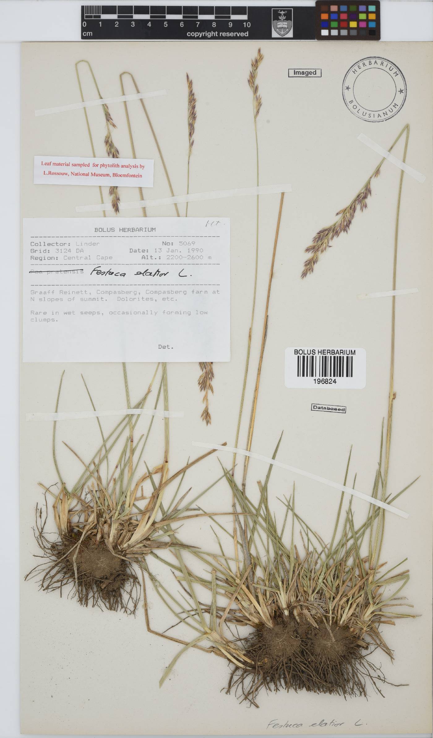 Festuca arundinacea image