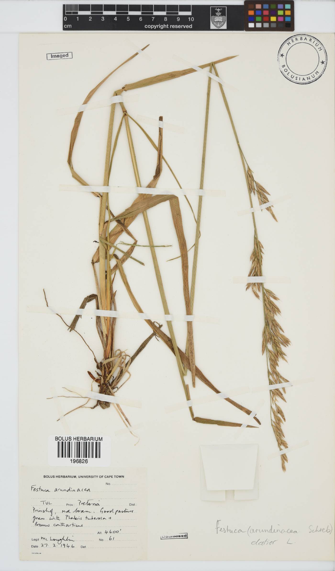 Festuca arundinacea image