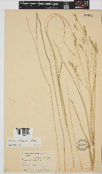 Festuca longipes image