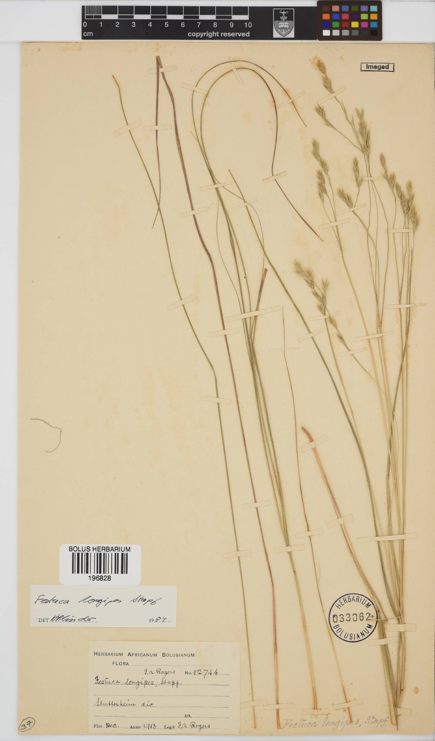 Festuca longipes image
