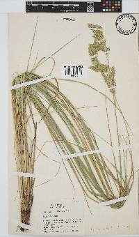 Festuca killickii image