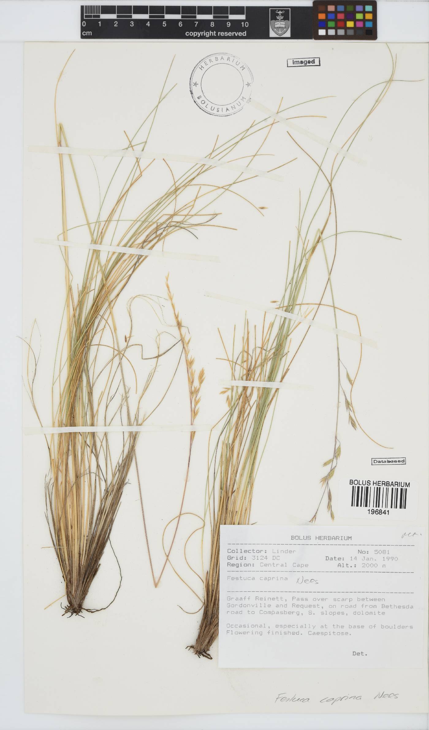Festuca caprina image