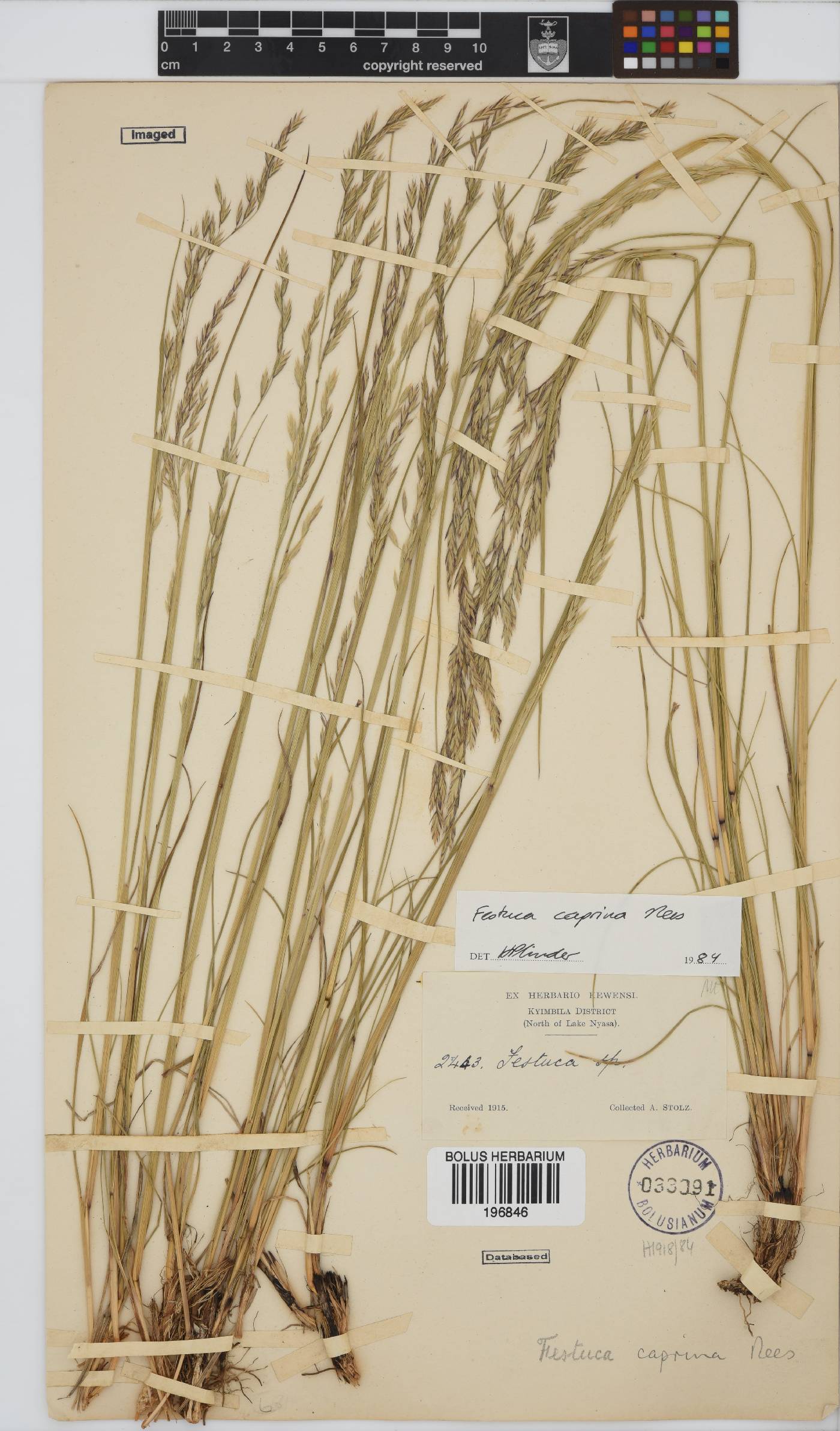 Festuca caprina image