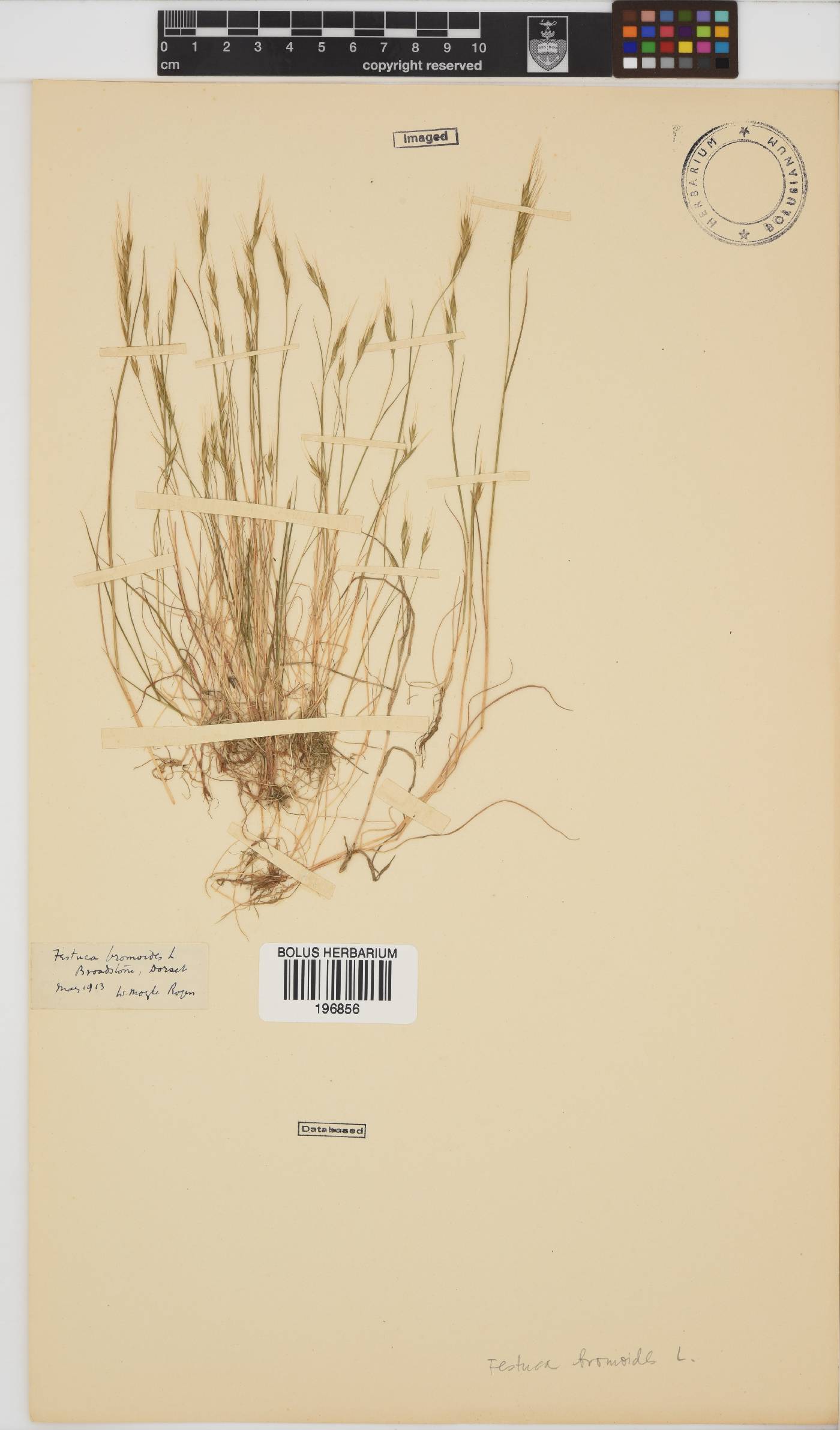 Festuca bromoides image