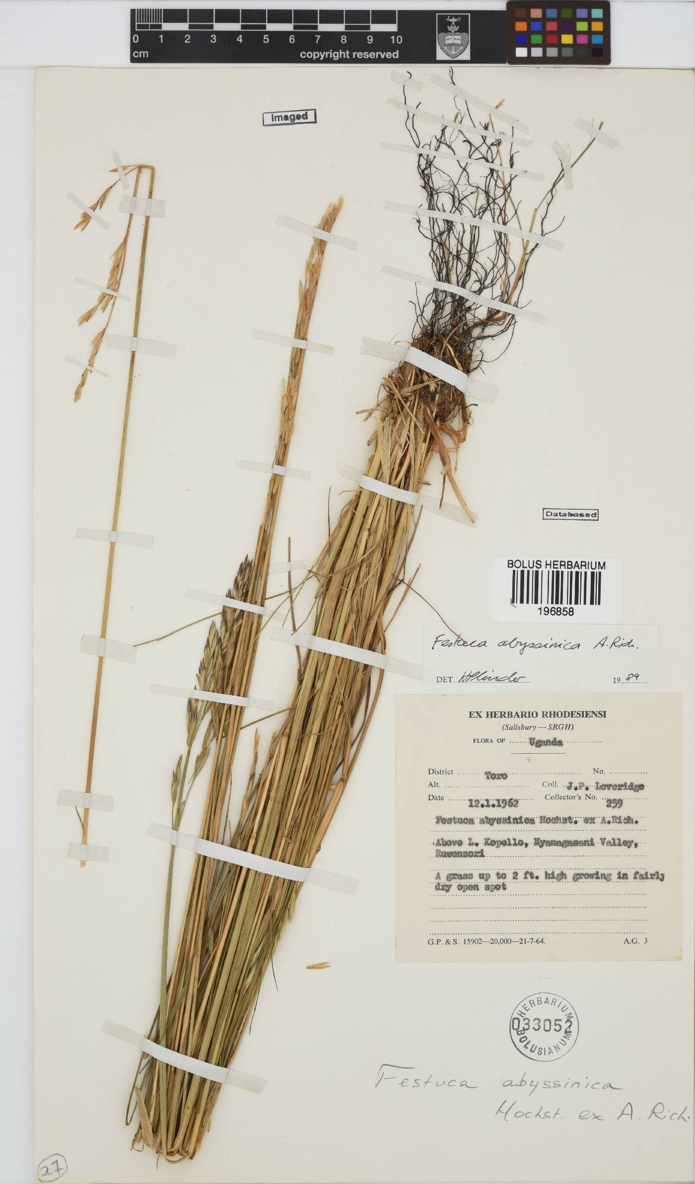 Festuca abyssinica image