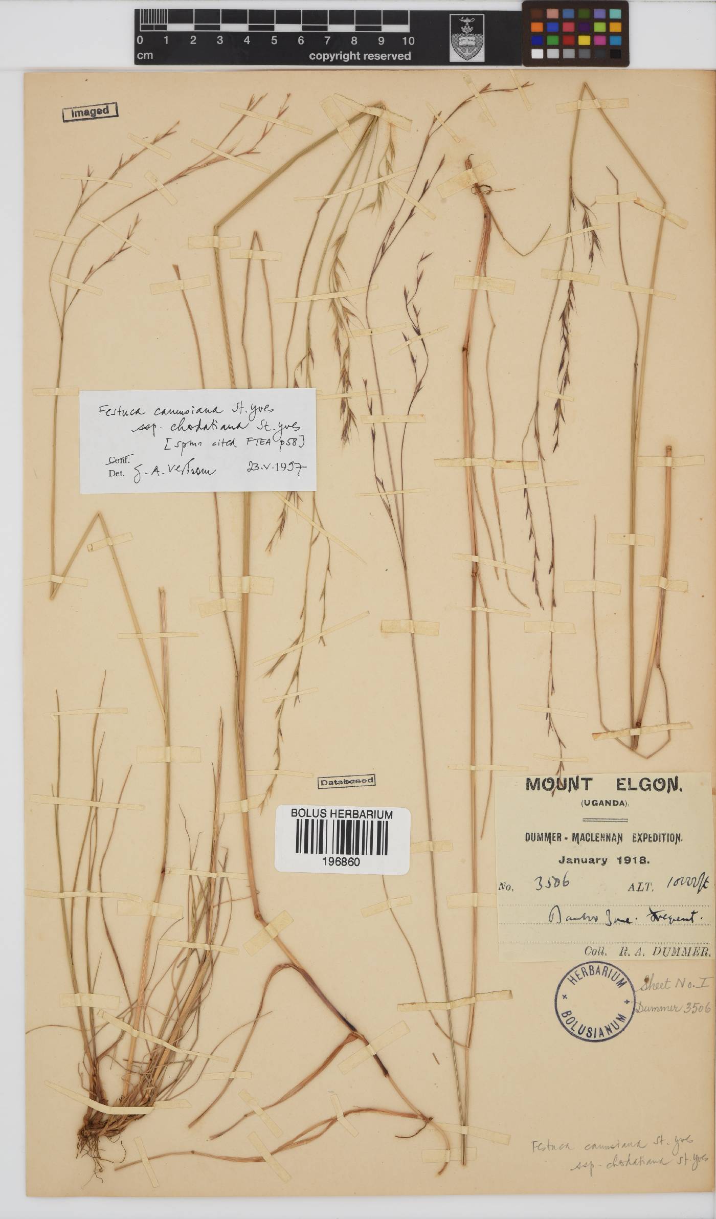 Festuca chodatiana image