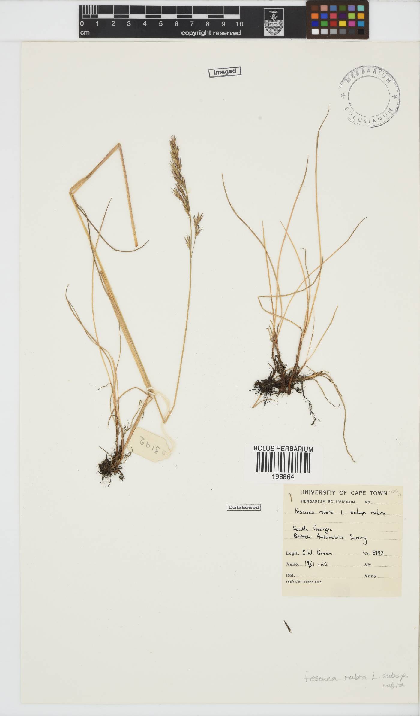 Festuca rubra image