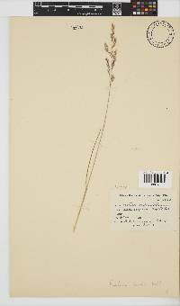 Festuca scabra image