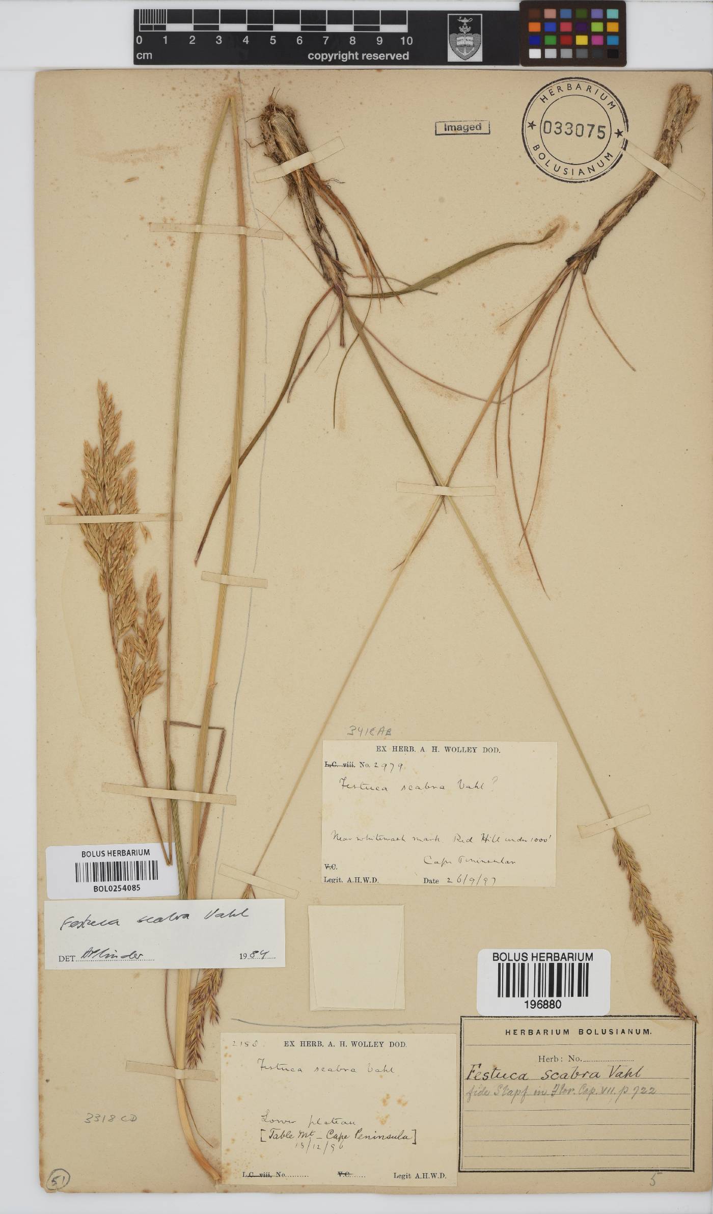 Festuca image