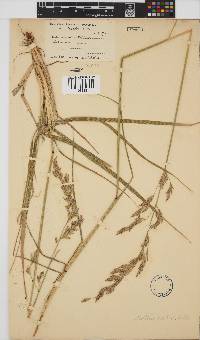 Festuca scabra image