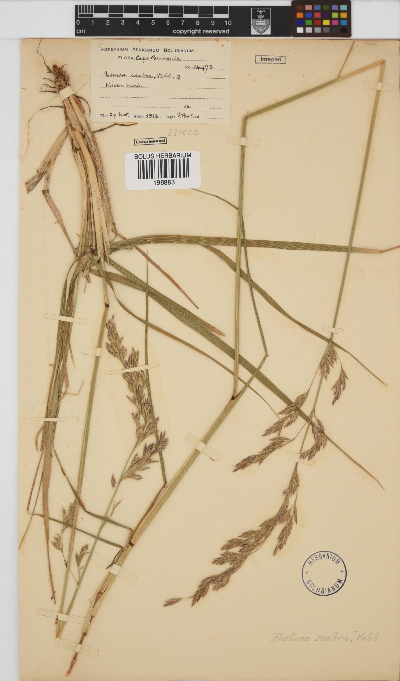 Festuca scabra image