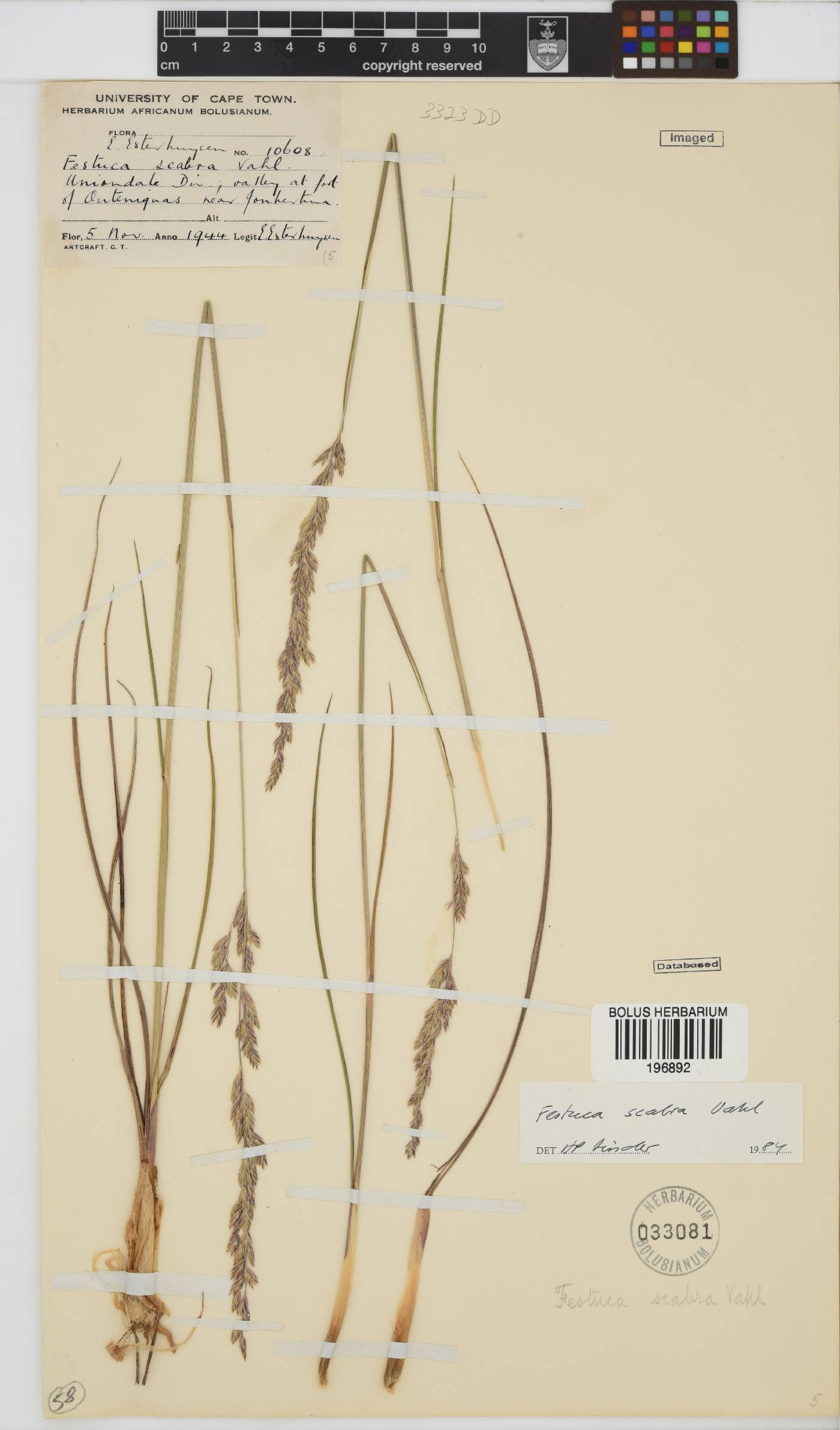 Festuca scabra image