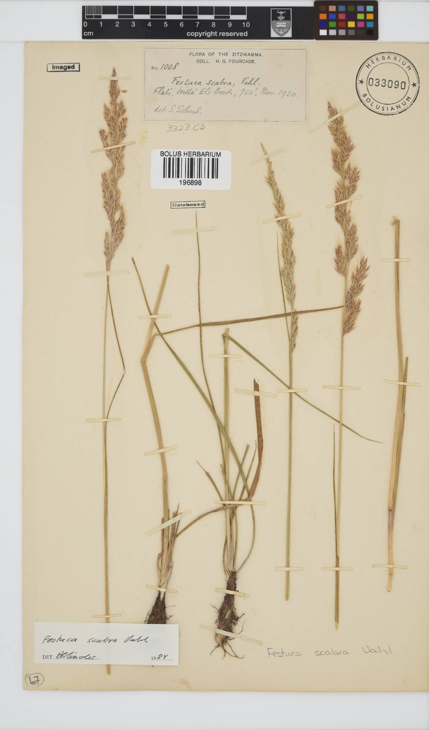 Festuca image