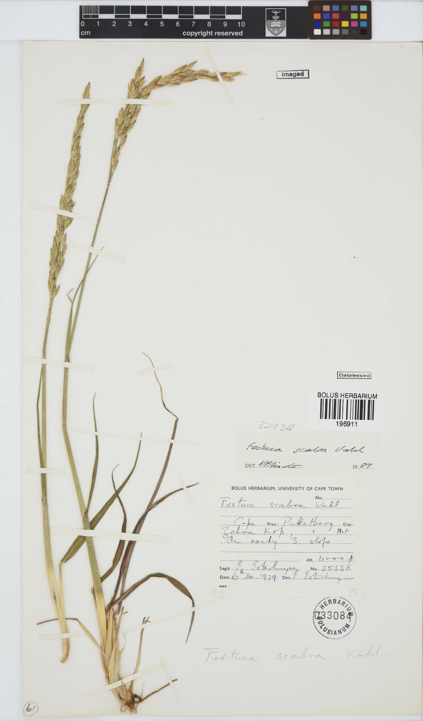Festuca image
