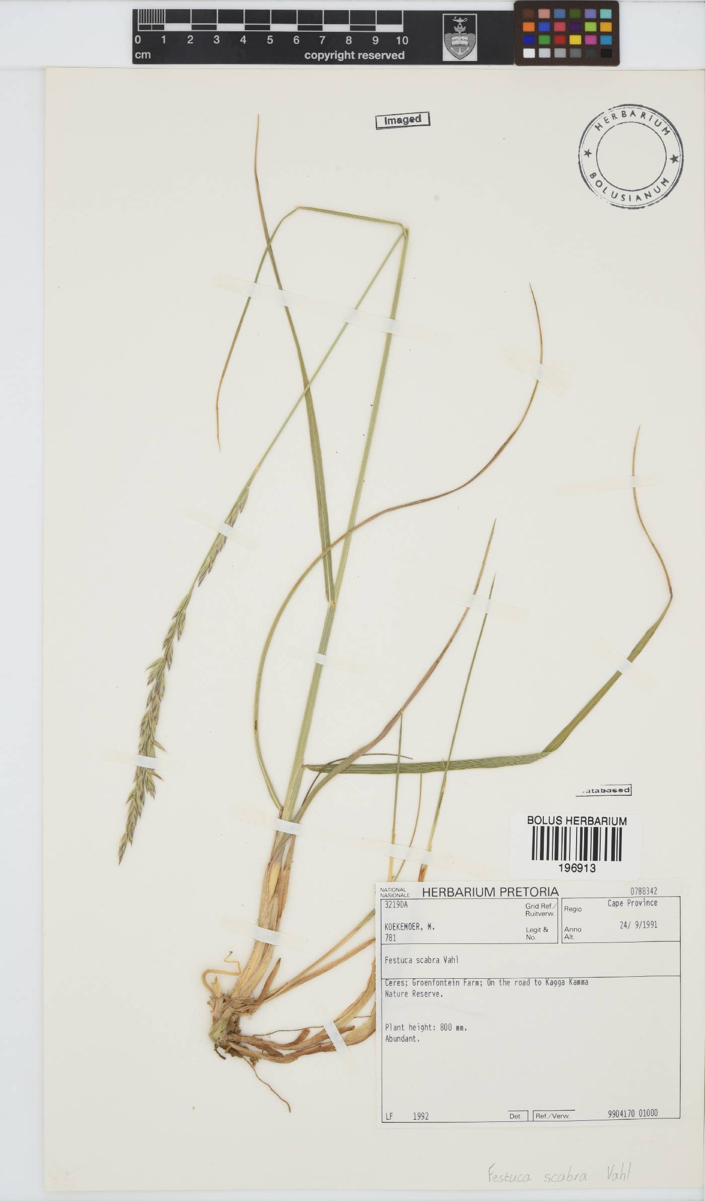 Festuca image