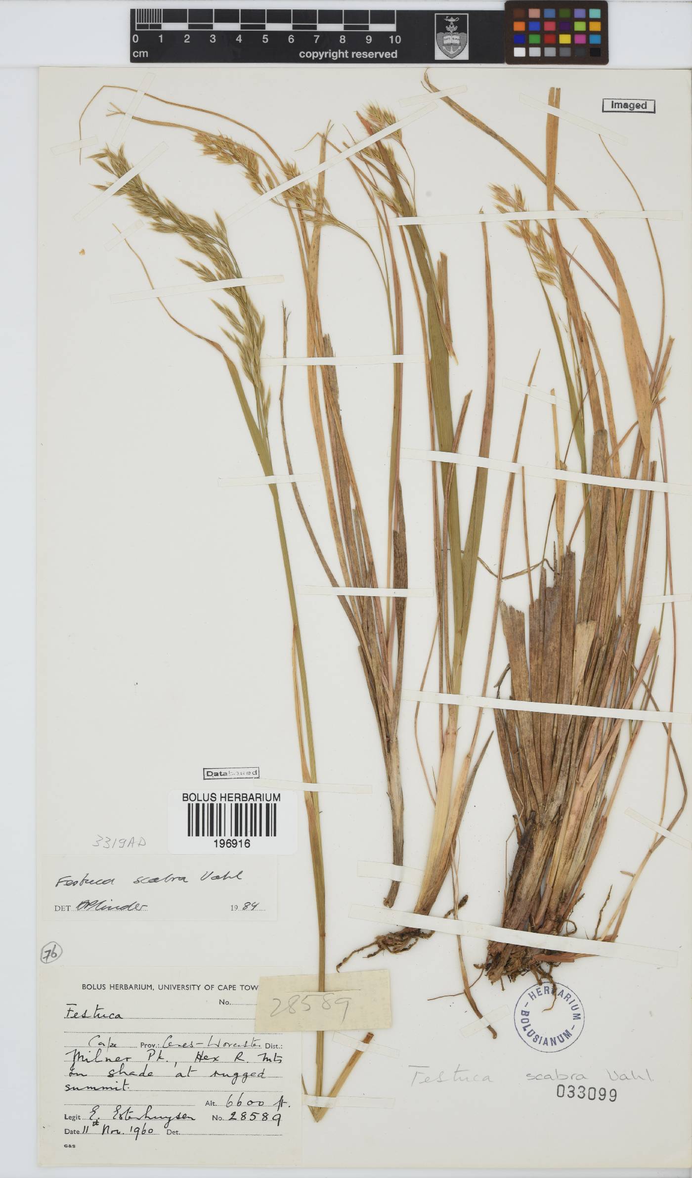 Festuca scabra image