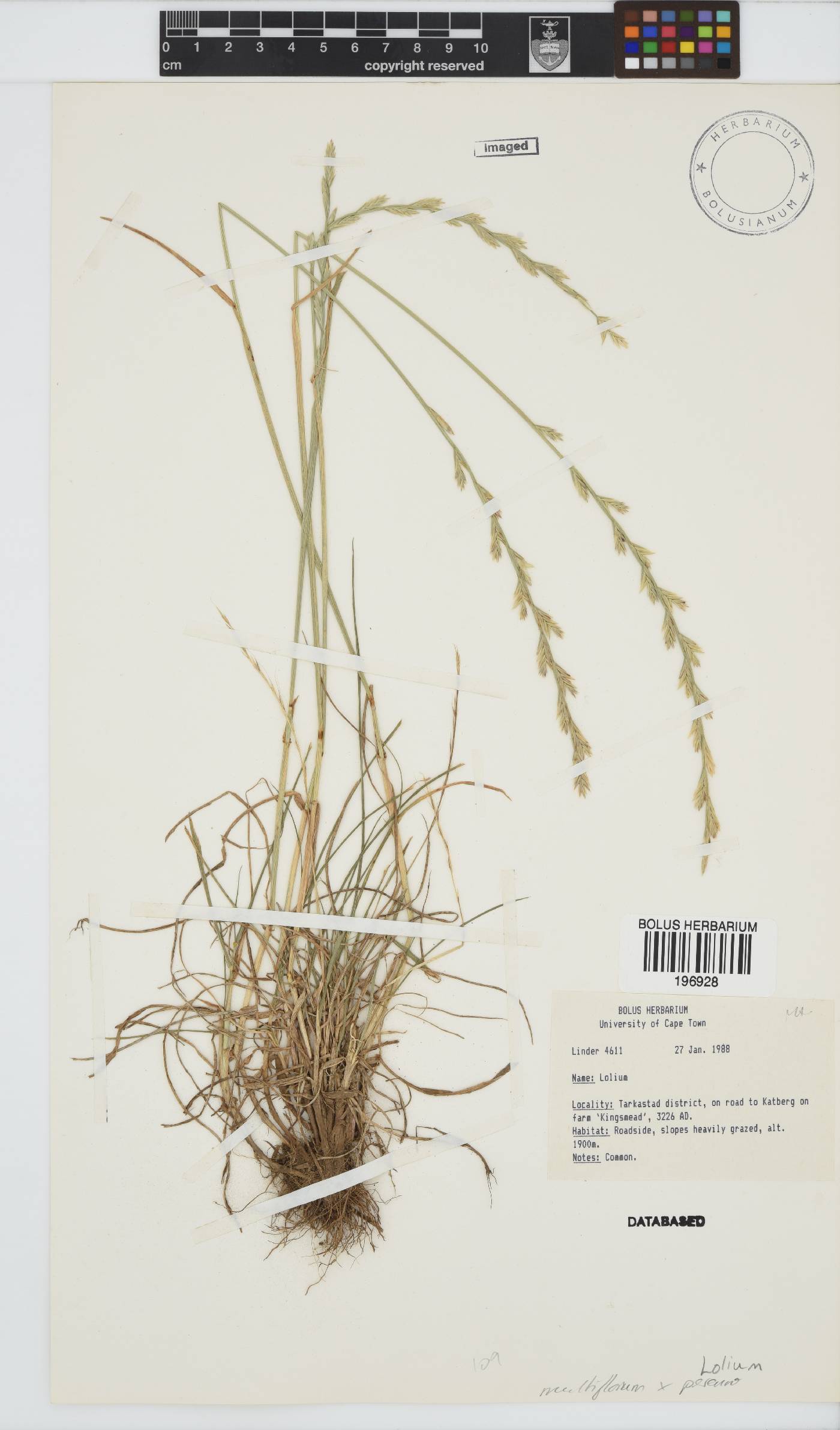 Lolium multiflorum image