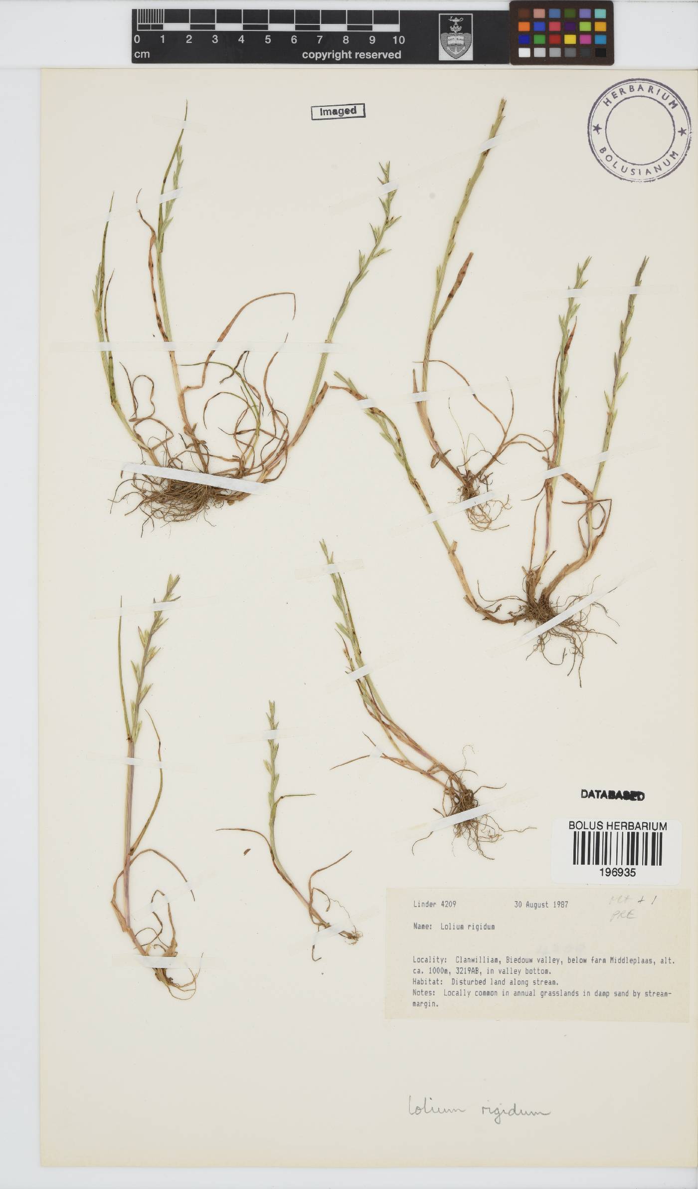 Lolium rigidum image