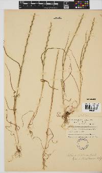 Lolium rigidum image