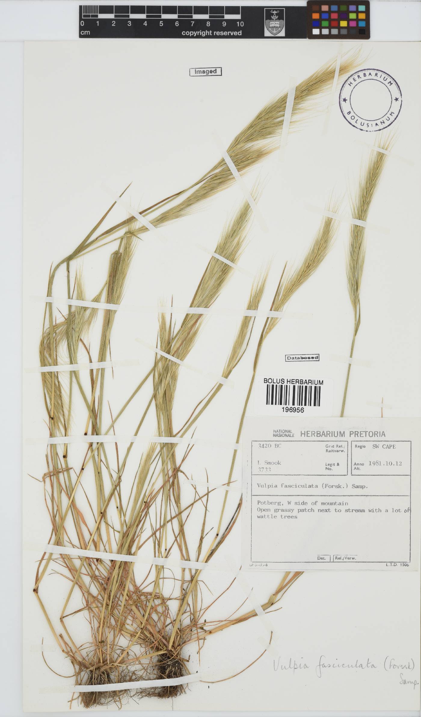 Vulpia fasciculata image