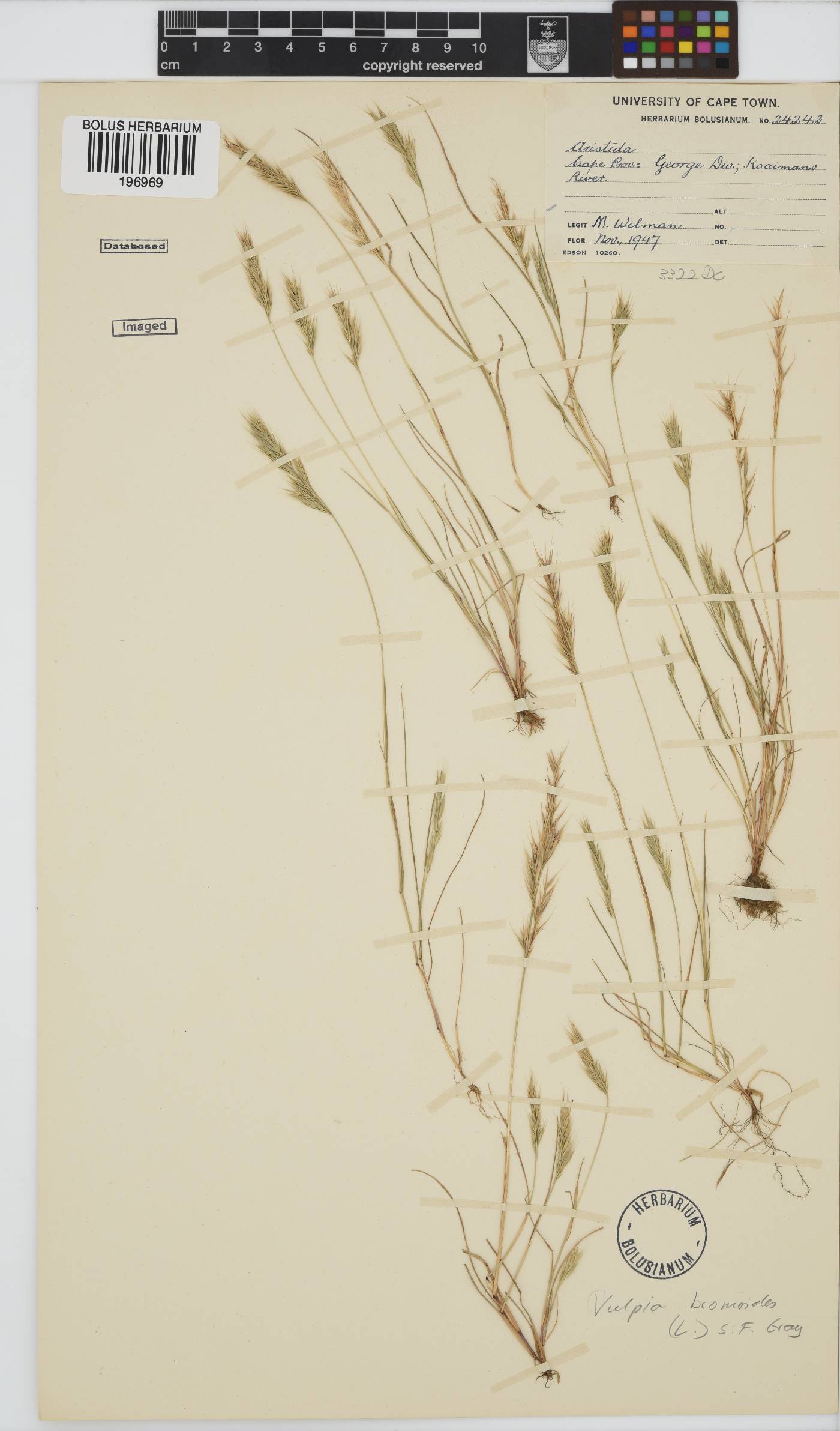 Vulpia bromoides image