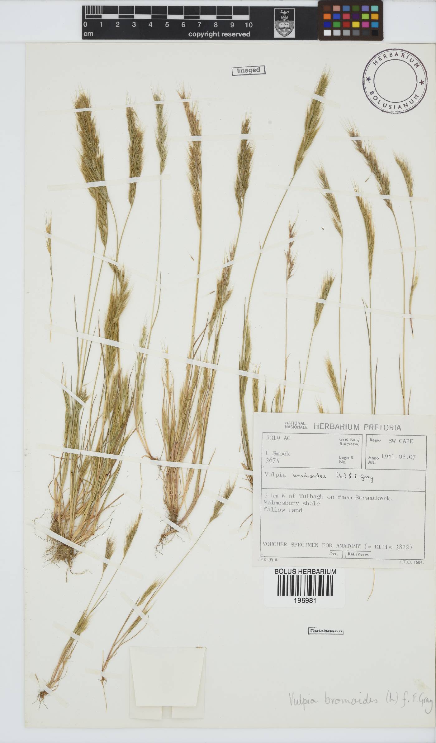 Vulpia image