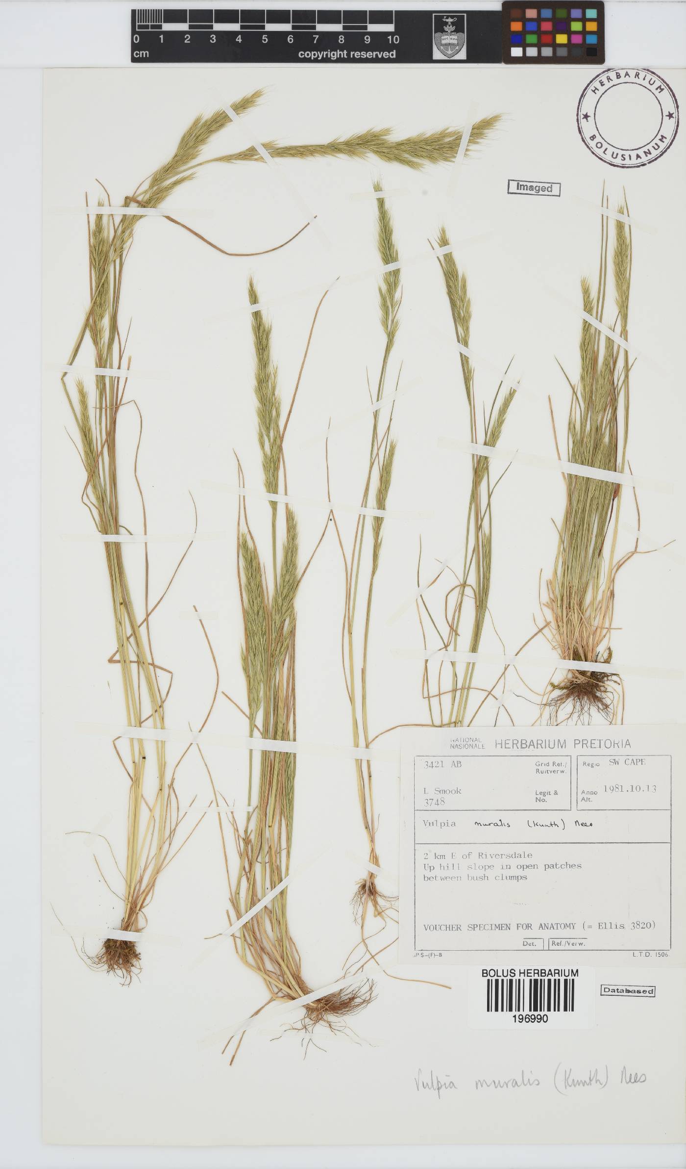 Vulpia muralis image
