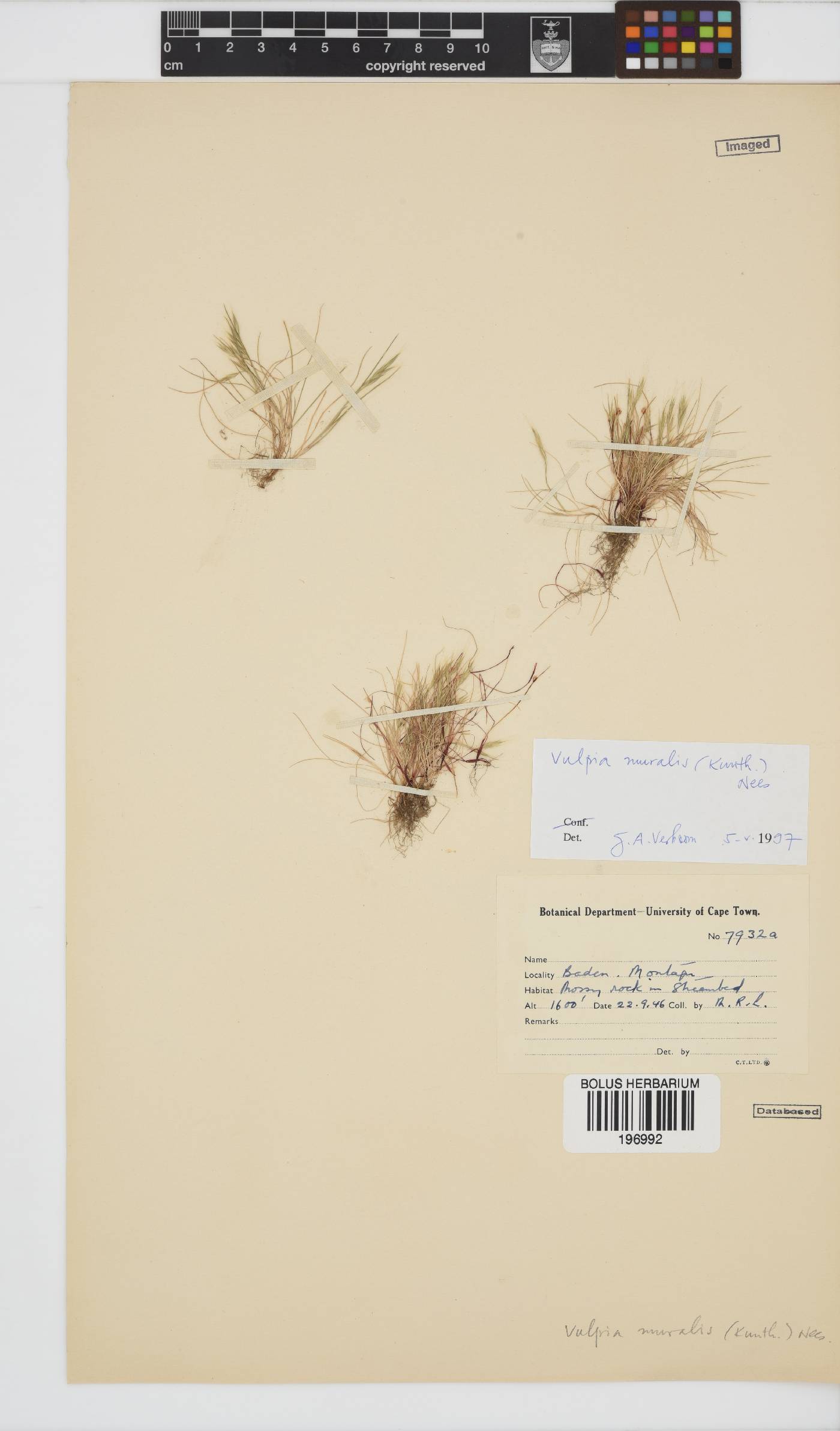 Vulpia muralis image