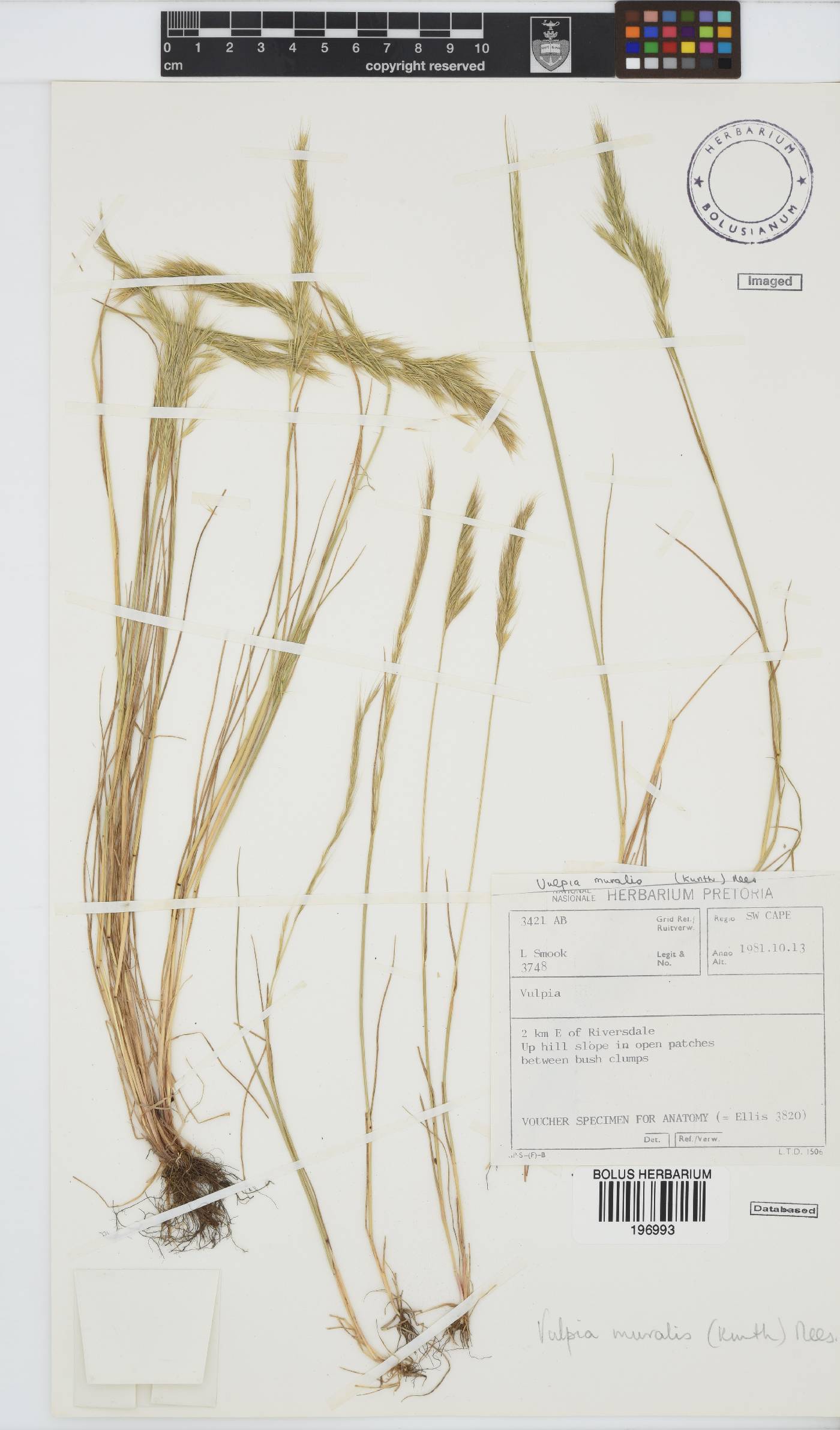 Vulpia muralis image
