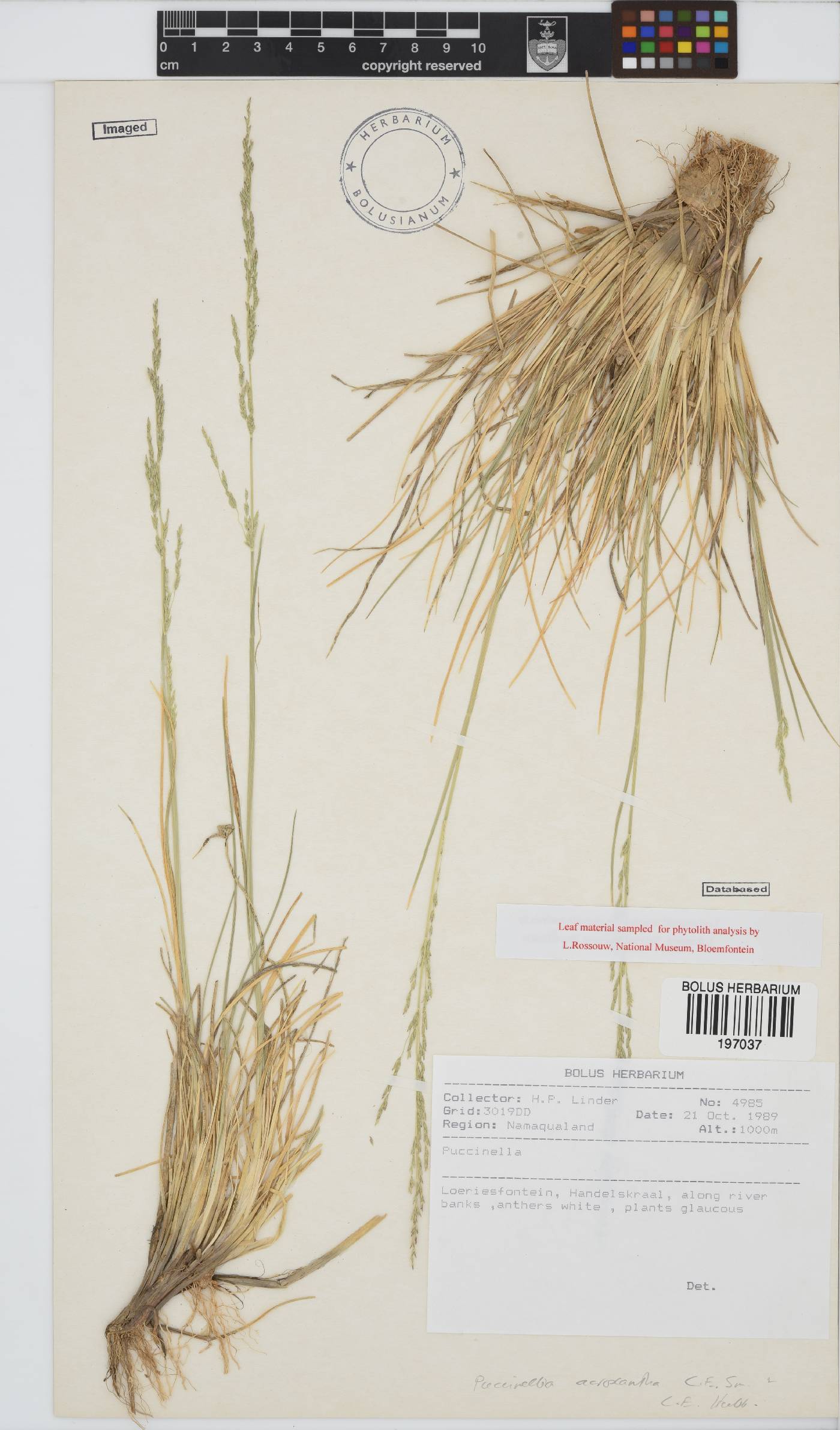 Puccinellia acroxantha image