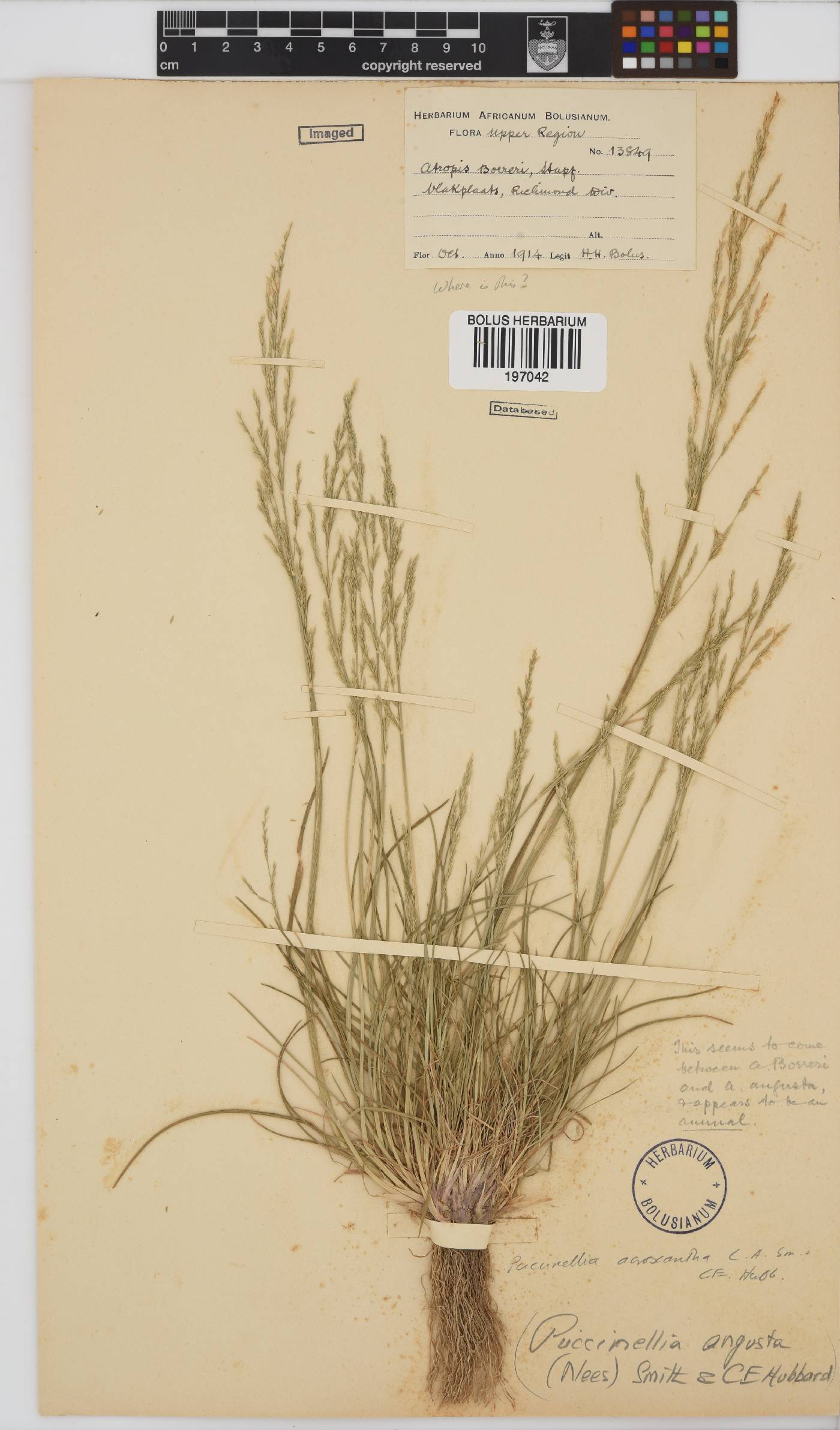 Puccinellia acroxantha image