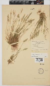 Poa annua image