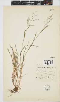 Poa annua image