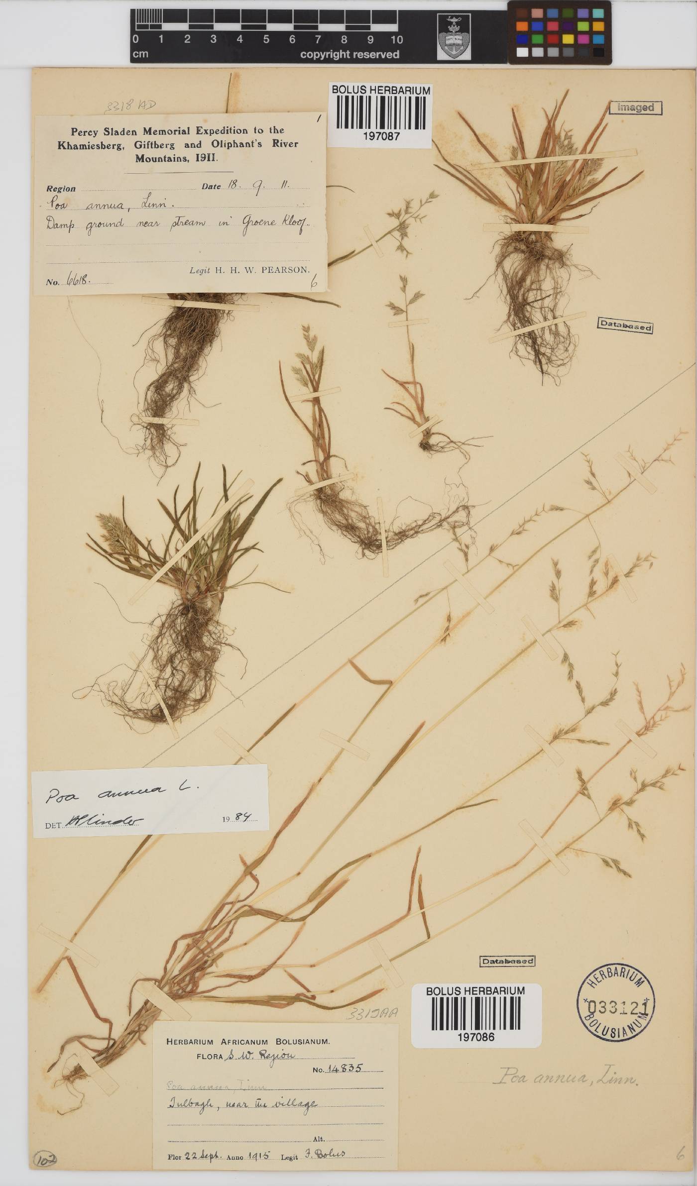 Poa annua image