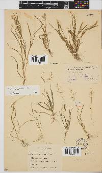 Poa annua image