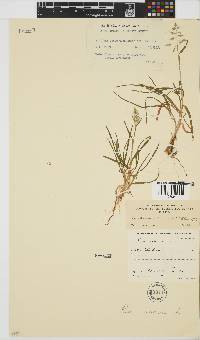 Poa annua image