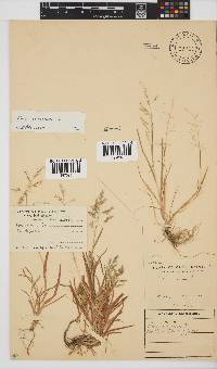 Poa annua image