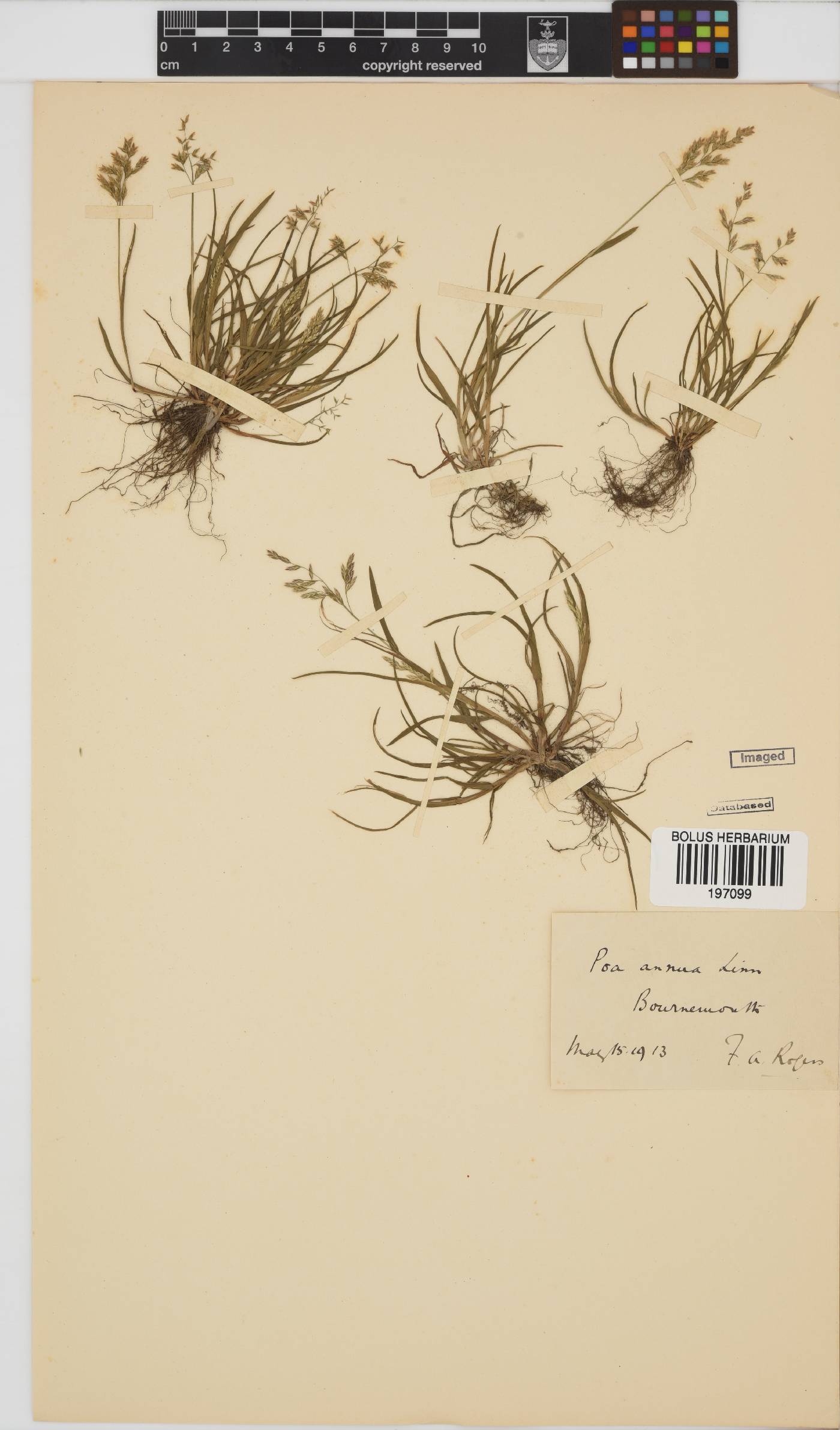 Poa annua image